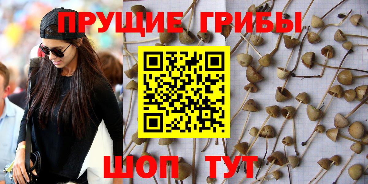 Псилоцибиновые грибы Psilocybe Шелехов